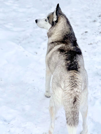 Siberian Husky Breeder Minnesota | Antler Creek Siberians | Siberian Husky Puppies Minnesota | Siberian Husky Puppy for Sale | Siberian Huskies | Dog Breeder