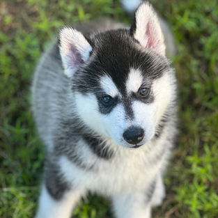 AKC siberian husky puppies for sale, north carolina, minnesota, antler creek siberians
