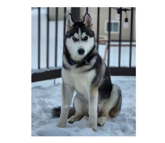 Reputable AKC Siberian Husky Breeder North Carolina | Minnesota | Antler Creek Siberians | Siberian Husky Puppies  for sale |  Siberian Husky breeder near me | Puppy for sale near me | Siberian Huskies | husky puppies for sale North Carolina