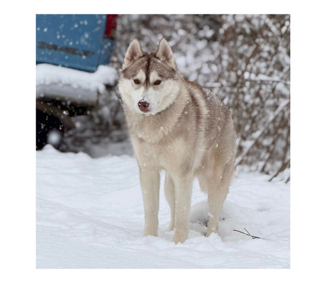 Reputable AKC Siberian Husky Breeder North Carolina | Minnesota | Antler Creek Siberians | Siberian Husky Puppies  for sale |  Siberian Husky breeder near me | Puppy for sale near me | Siberian Huskies | husky puppies for sale North Carolina