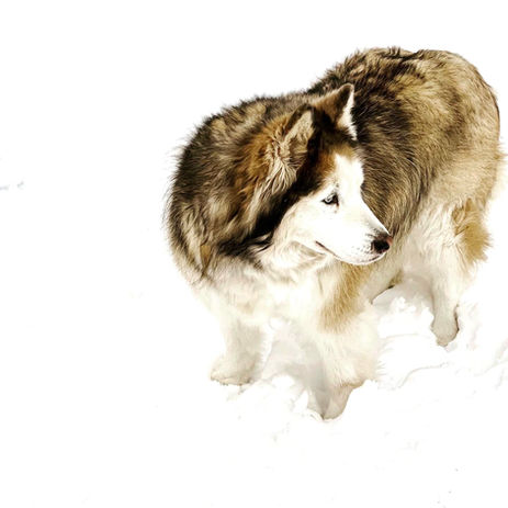 Siberian Husky Breeder Minnesota | Antler Creek Siberians | Siberian Husky Puppies Minnesota | Siberian Husky Puppy for Sale | Siberian Huskies | Dog Breeder