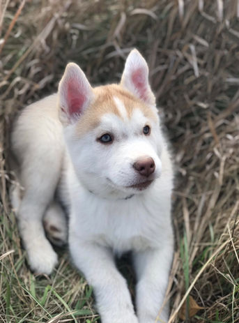 Siberian Husky Breeder Minnesota | Antler Creek Siberians | Siberian Husky Puppies Minnesota | Siberian Husky Puppy for Sale | Siberian Huskies | Dog Breeder