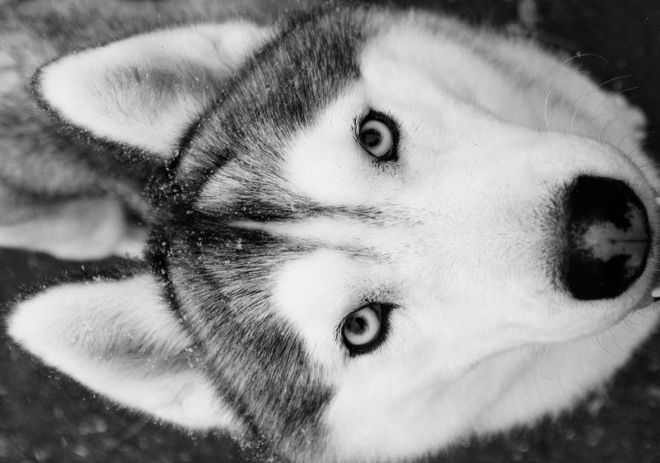 Siberian Husky Breeder Minnesota | Antler Creek Siberians | Siberian Husky Puppies Minnesota | Siberian Husky Puppy for Sale | Siberian Huskies | Dog Breeder