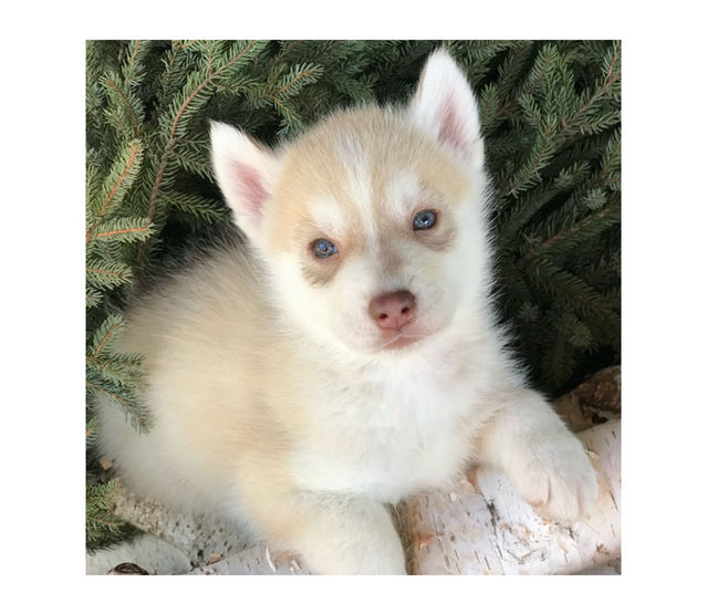 Siberian Husky Breeder Minnesota | Antler Creek Siberians | Siberian Husky Puppies Minnesota | Siberian Husky Puppy for Sale | Siberian Huskies | Dog Breeder