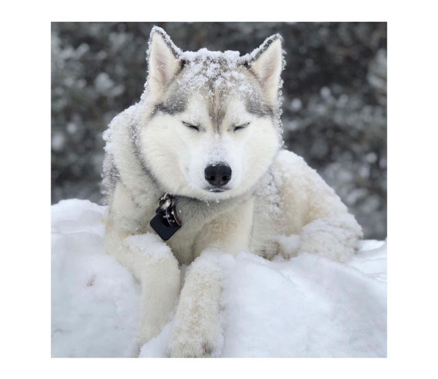 Siberian Husky Breeder Minnesota | Antler Creek Siberians | Siberian Husky Puppies Minnesota | Siberian Husky Puppy for Sale | Siberian Huskies | Dog Breeder