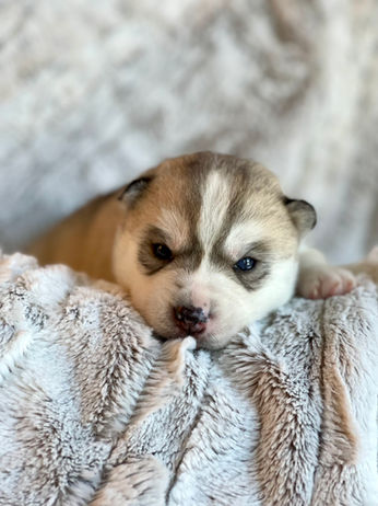 Siberian Husky Breeder Minnesota | Antler Creek Siberians | Siberian Husky Puppies Minnesota | Siberian Husky Puppy for Sale | Siberian Huskies | Dog Breeder
