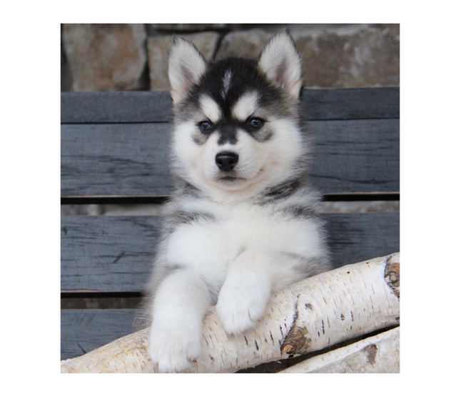 Siberian Husky Breeder Minnesota | Antler Creek Siberians | Siberian Husky Puppies Minnesota | Siberian Husky Puppy for Sale | Siberian Huskies | Dog Breeder
