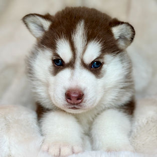 AKC siberian husky puppies for sale, north carolina, minnesota, antler creek siberians