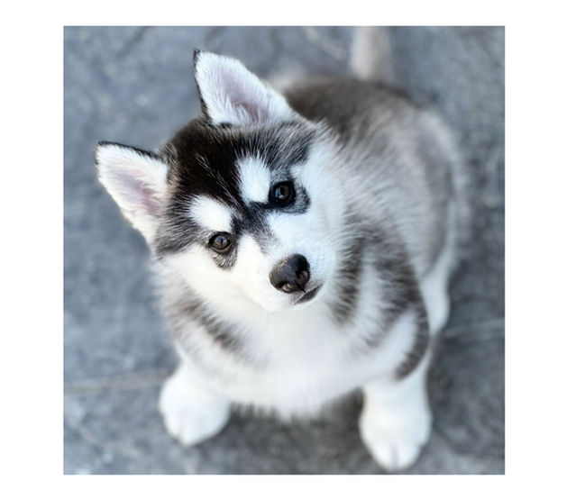 Reputable AKC Siberian Husky Breeder North Carolina | Minnesota | Antler Creek Siberians | Siberian Husky Puppies  for sale |  Siberian Husky breeder near me | Puppy for sale near me | Siberian Huskies | husky puppies for sale North Carolina