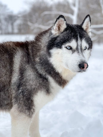 Siberian Husky Breeder Minnesota | Antler Creek Siberians | Siberian Husky Puppies Minnesota | Siberian Husky Puppy for Sale | Siberian Huskies | Dog Breeder