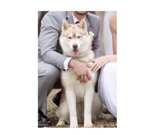 Reputable AKC Siberian Husky Breeder North Carolina | Minnesota | Antler Creek Siberians | Siberian Husky Puppies  for sale |  Siberian Husky breeder near me | Puppy for sale near me | Siberian Huskies | husky puppies for sale North Carolina