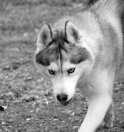 Siberian Husky Breeder Minnesota | Antler Creek Siberians | Siberian Husky Puppies Minnesota | Siberian Husky Puppy for Sale | Siberian Huskies | Dog Breeder