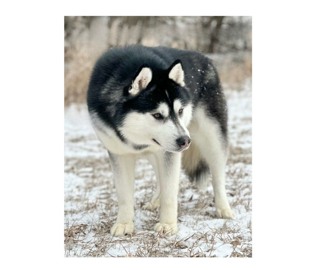 Reputable AKC Siberian Husky Breeder North Carolina | Minnesota | Antler Creek Siberians | Siberian Husky Puppies  for sale |  Siberian Husky breeder near me | Puppy for sale near me | Siberian Huskies | husky puppies for sale North Carolina