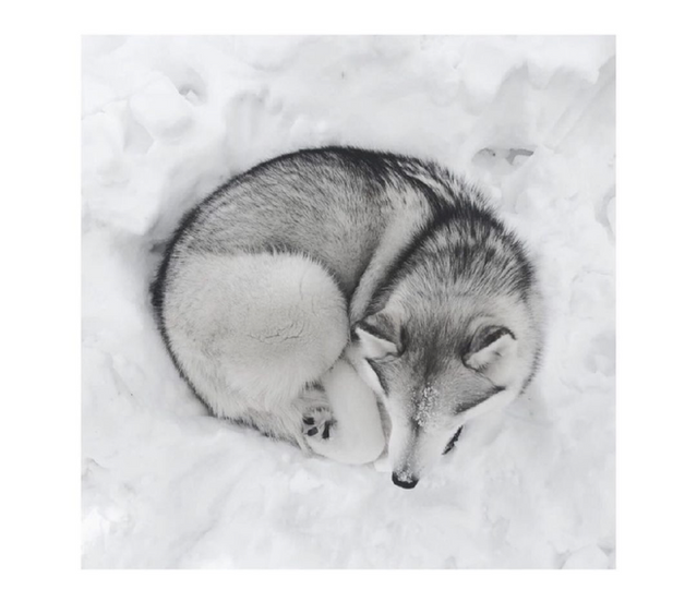 Reputable AKC Siberian Husky Breeder North Carolina | Minnesota | Antler Creek Siberians | Siberian Husky Puppies  for sale |  Siberian Husky breeder near me | Puppy for sale near me | Siberian Huskies | husky puppies for sale North Carolina