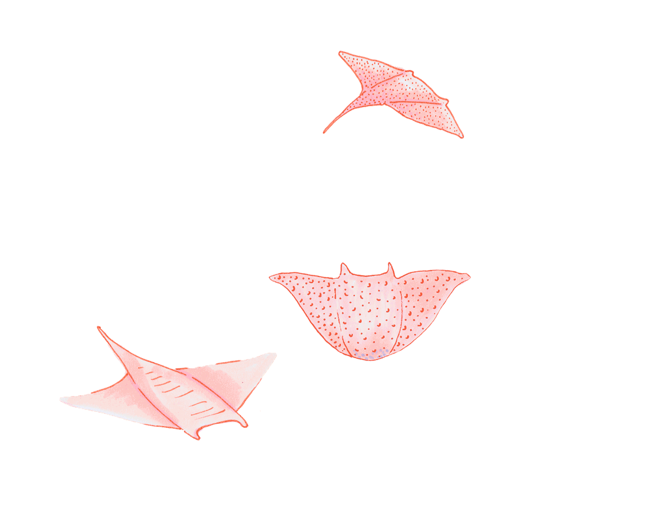 manta-rays-gif-3.gif