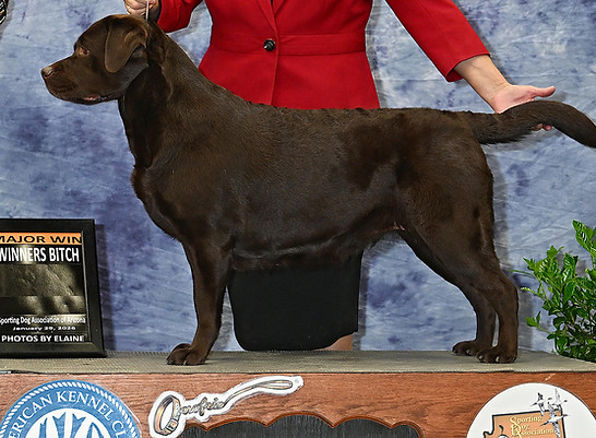 Violet Major_edited_edited.jpg