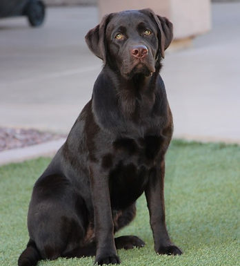 Oakley | Sinagua Labradors