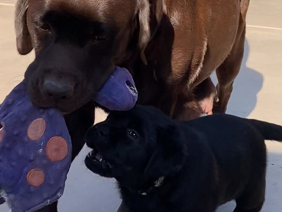 Lina playing “keep away” with her pups…