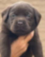 Chocolate Male - Light Green Collar