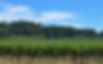 site-Vyd. on Howell Mtn-1.jpeg
