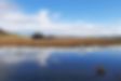 Wetlands and trees
