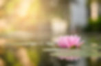 lotus flower.jpg