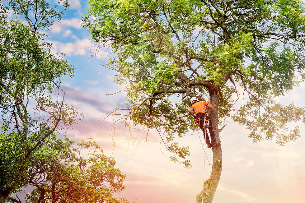Pruning Tree