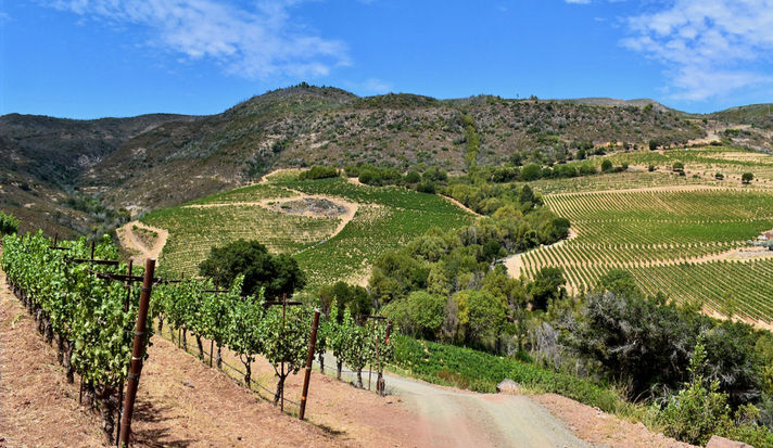 Vineyards on Moon Mountain.