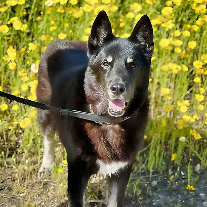 An obedient service dog