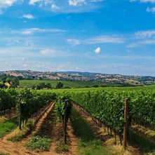 italy vineyard.jpg