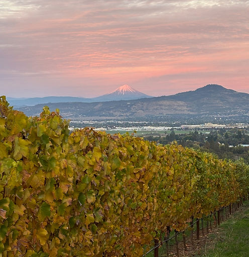 Grape Vines at sunset with a snowcapped mountain in the background