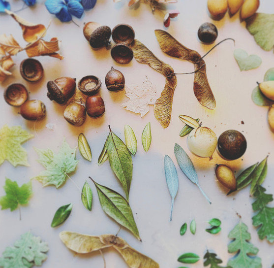 Dried Flowers, Leaves and Seeds