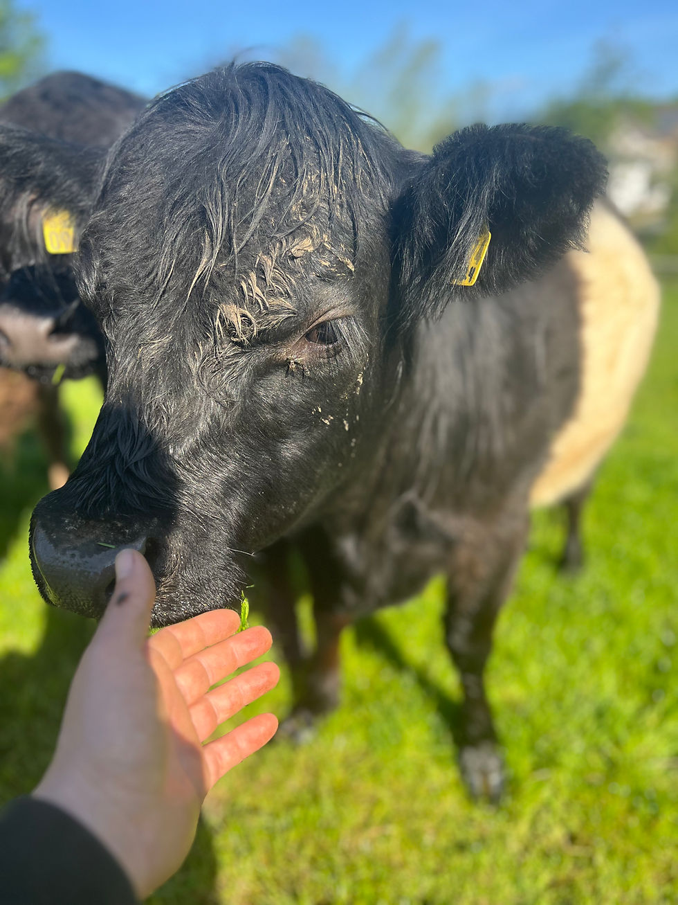 Miniaturbild: 🐄 Tierpatenschaften Rind auf dem Hof mit Herz