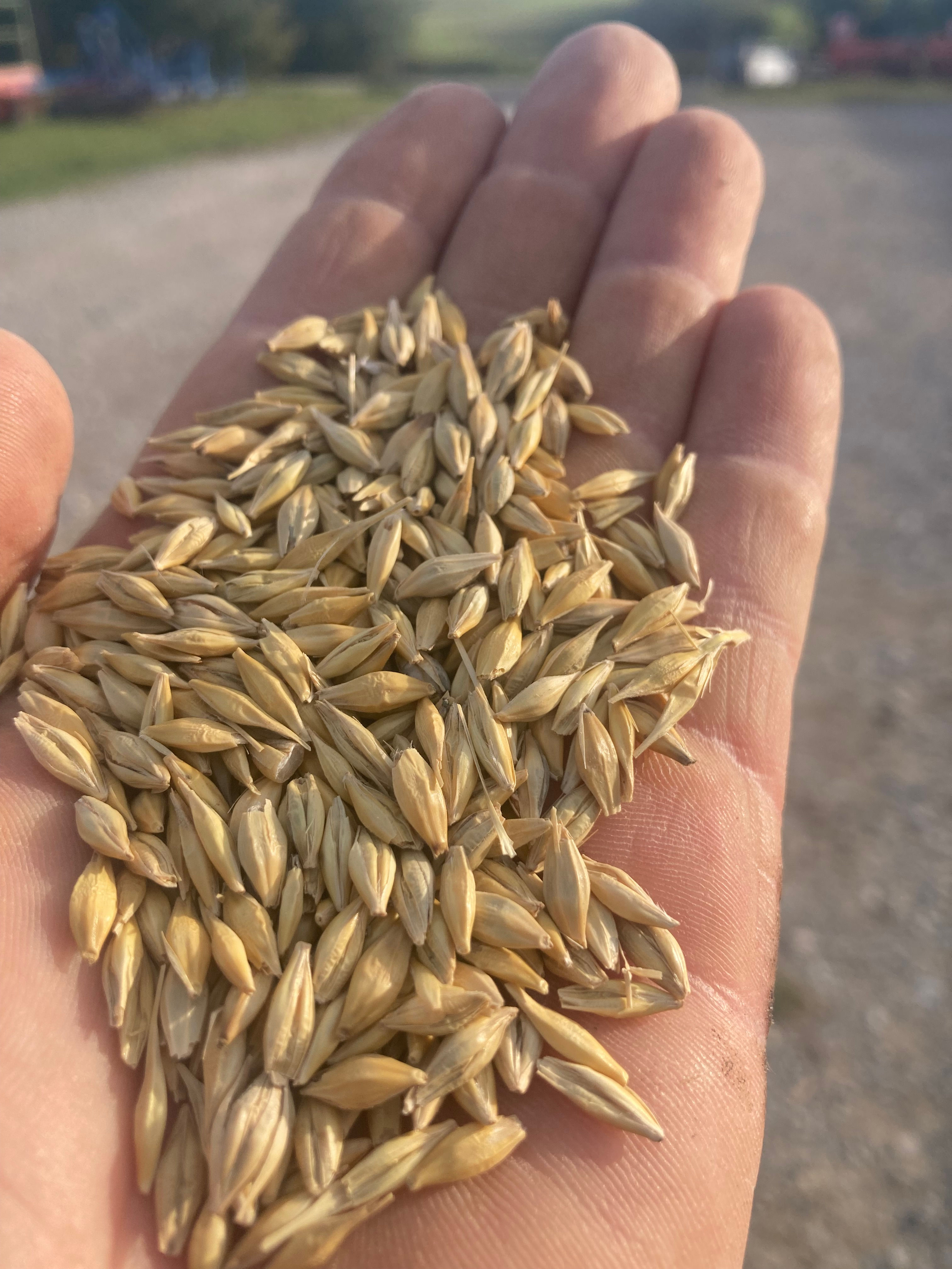 Gerste: Hühnerfutter, Tauben, Tiernahrung, Kleintiere/Nager