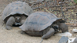 GalapTort_3966