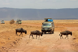 wildebeestCraterCruiser