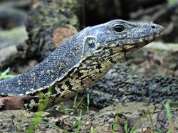 monitor lizard