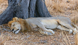 LionSleeping