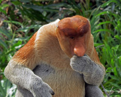 ProbMaleUPCLOSE_6828