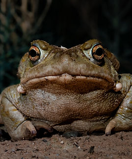 Sonoran Desert Toad San Simon.jpg