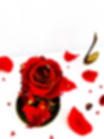 Miniature : Rose « Vermillon »