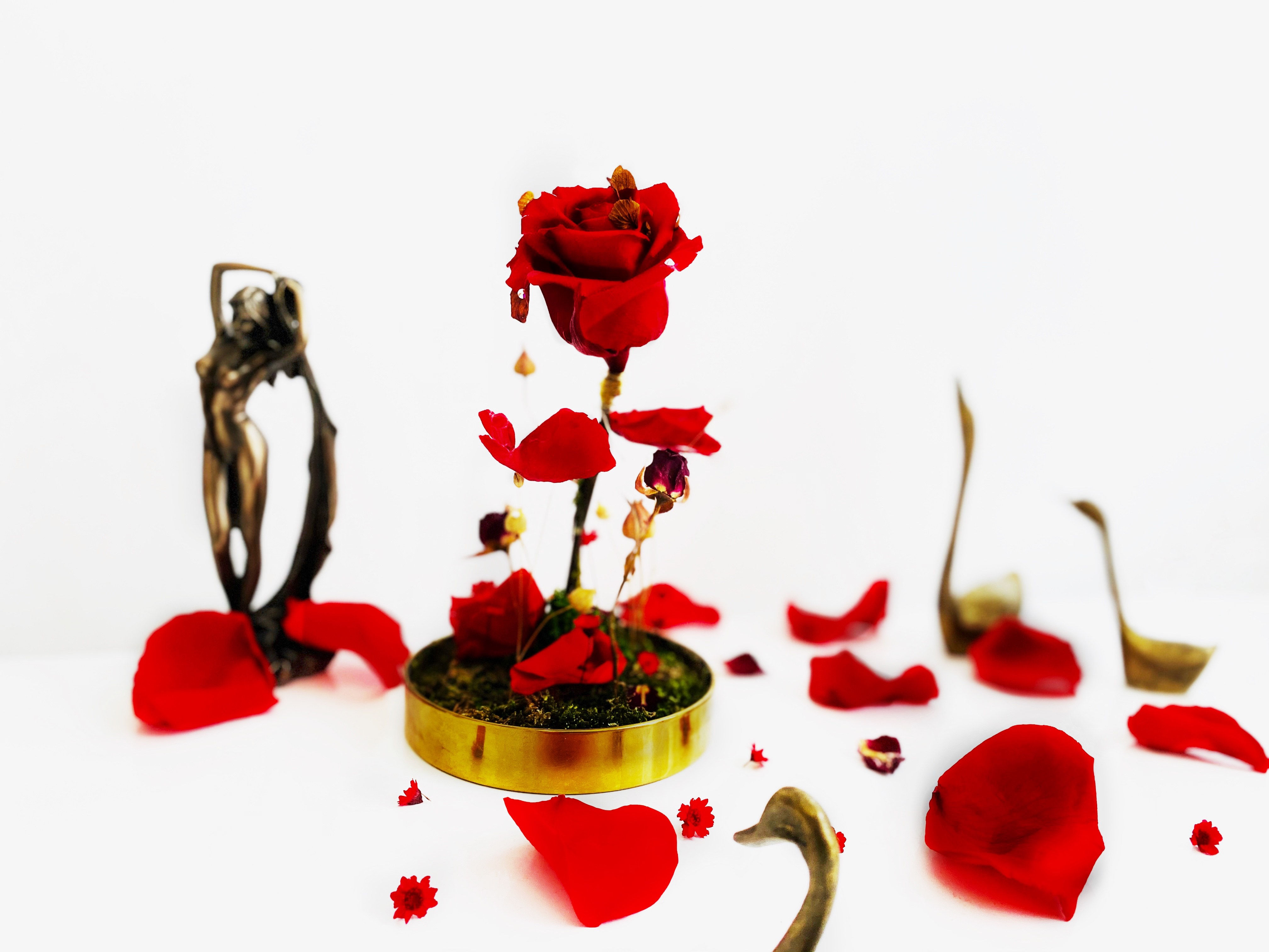 Rose « Vermillon »