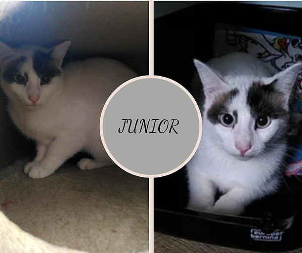 Publication Site internet .png