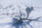 A caribou skull on the tundra