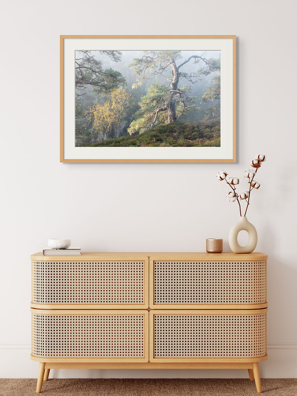 Thumbnail: Woodland scene,  Fine Art Print, Print size Large