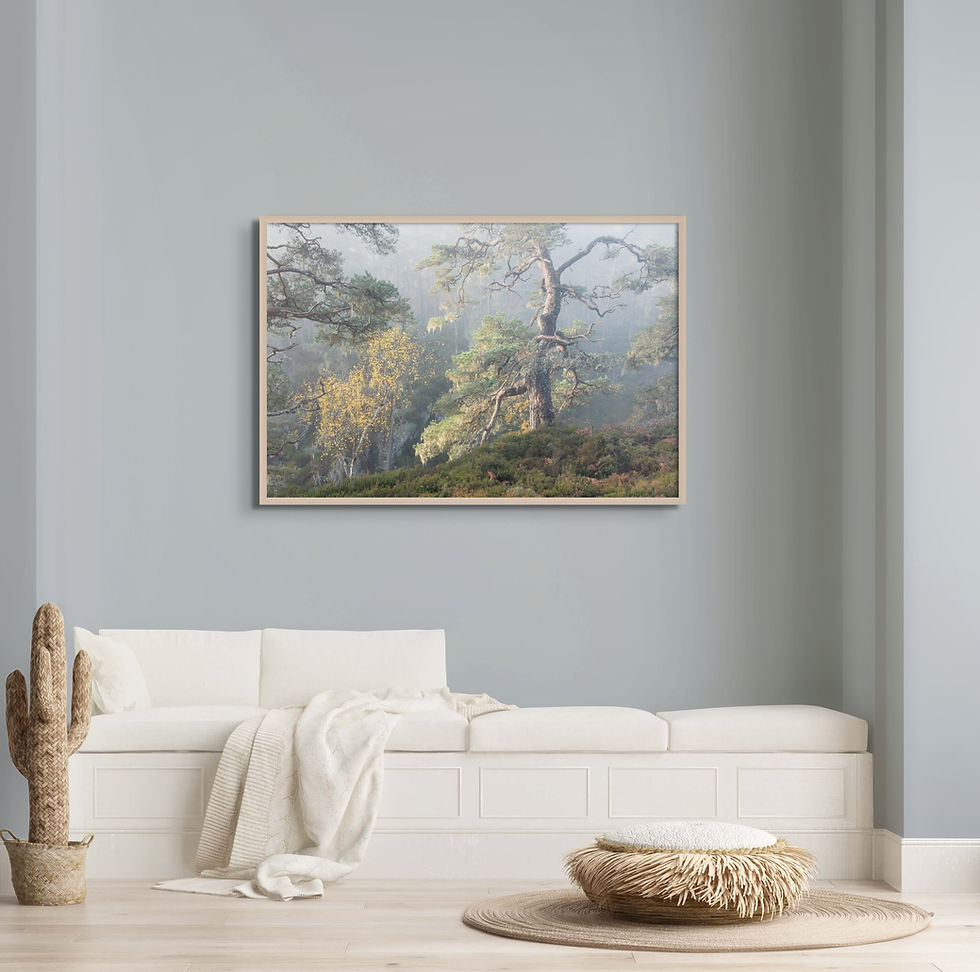 Thumbnail: Woodland scene,  Fine Art Print, Print size Extra Large