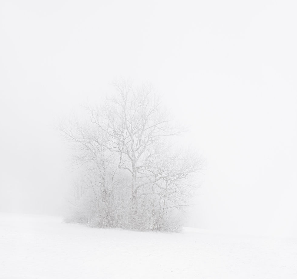 Winter Grove