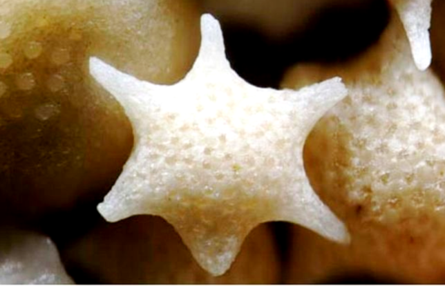 Six-pointed grain of white sand as enlarged under microscope/