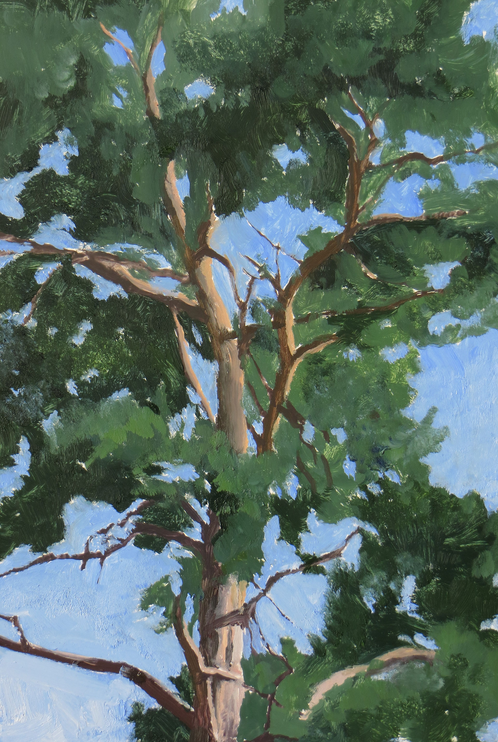 Scots Pine III, 30 x 20cm, oil on board, 2014