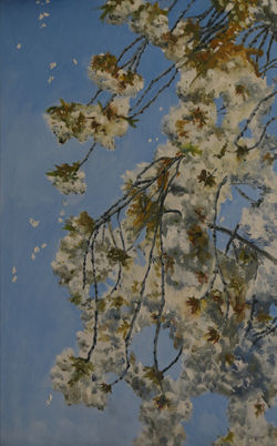 Cherry blossom
